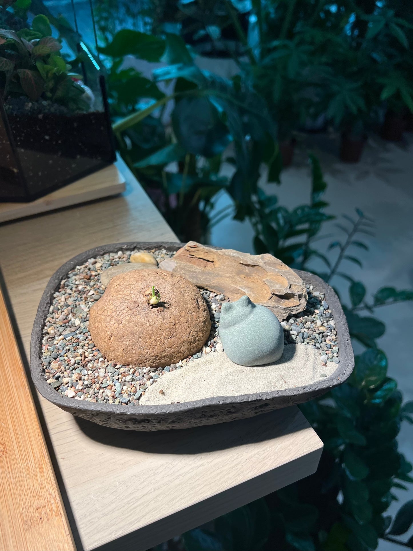 Stephania (山乌龟) in Irregular Stone Pot