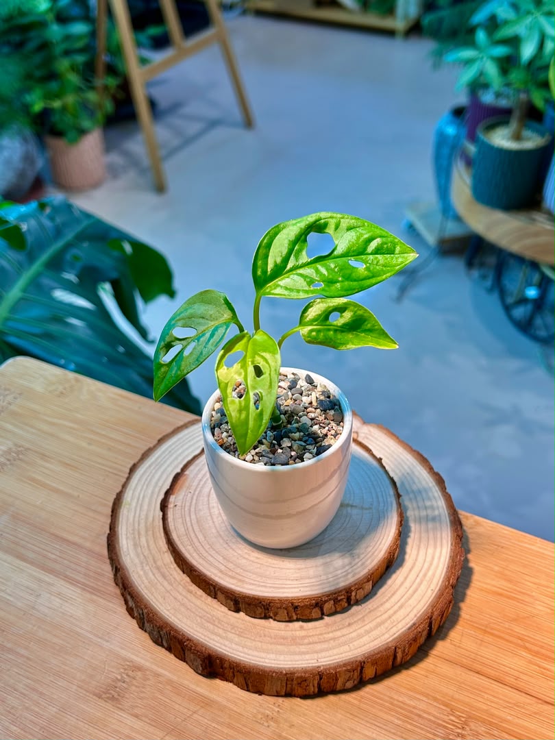 Monstera Adansonii (Indoor Plant) in Ceramic Pot