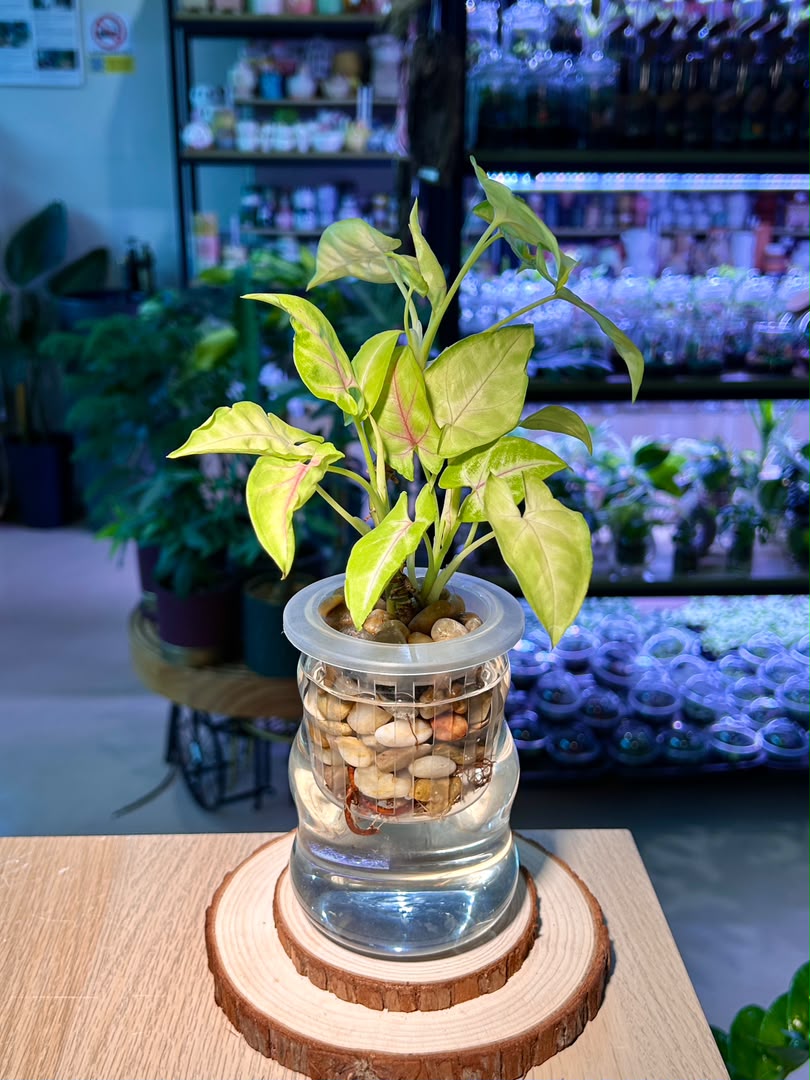 Syngonium Podophyllum (合果芋) in Glass Hydroponic Vase