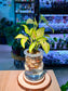 Syngonium Podophyllum (合果芋) in Glass Hydroponic Vase
