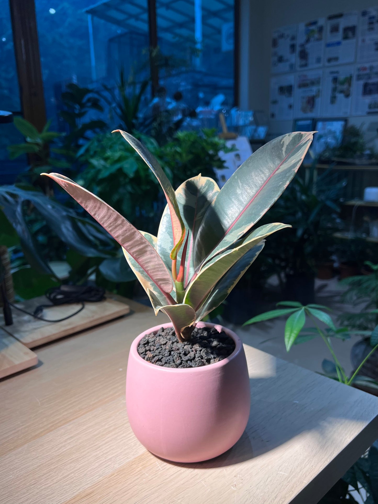 Rubber Plant (Ficus Elastica 橡皮树) in Pinkish Ceramic Pot