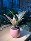 Rubber Plant (Ficus Elastica 橡皮树) in Pinkish Ceramic Pot