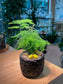 Asparagus Fern in Matt Black Concrete Pot