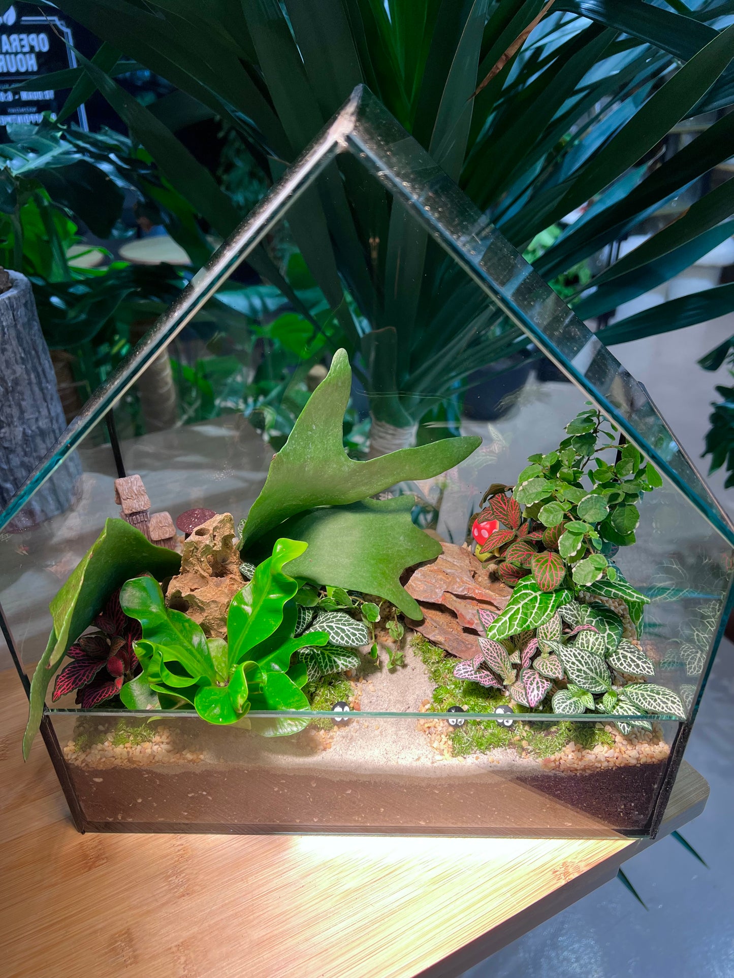 Fittonia, Ficus Pumila, Staghorn Fern, Bird Nest Fern and Moss Arrangement in House Shape Aqua Glass