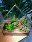 Fittonia, Ficus Pumila, Staghorn Fern, Bird Nest Fern and Moss Arrangement in House Shape Aqua Glass