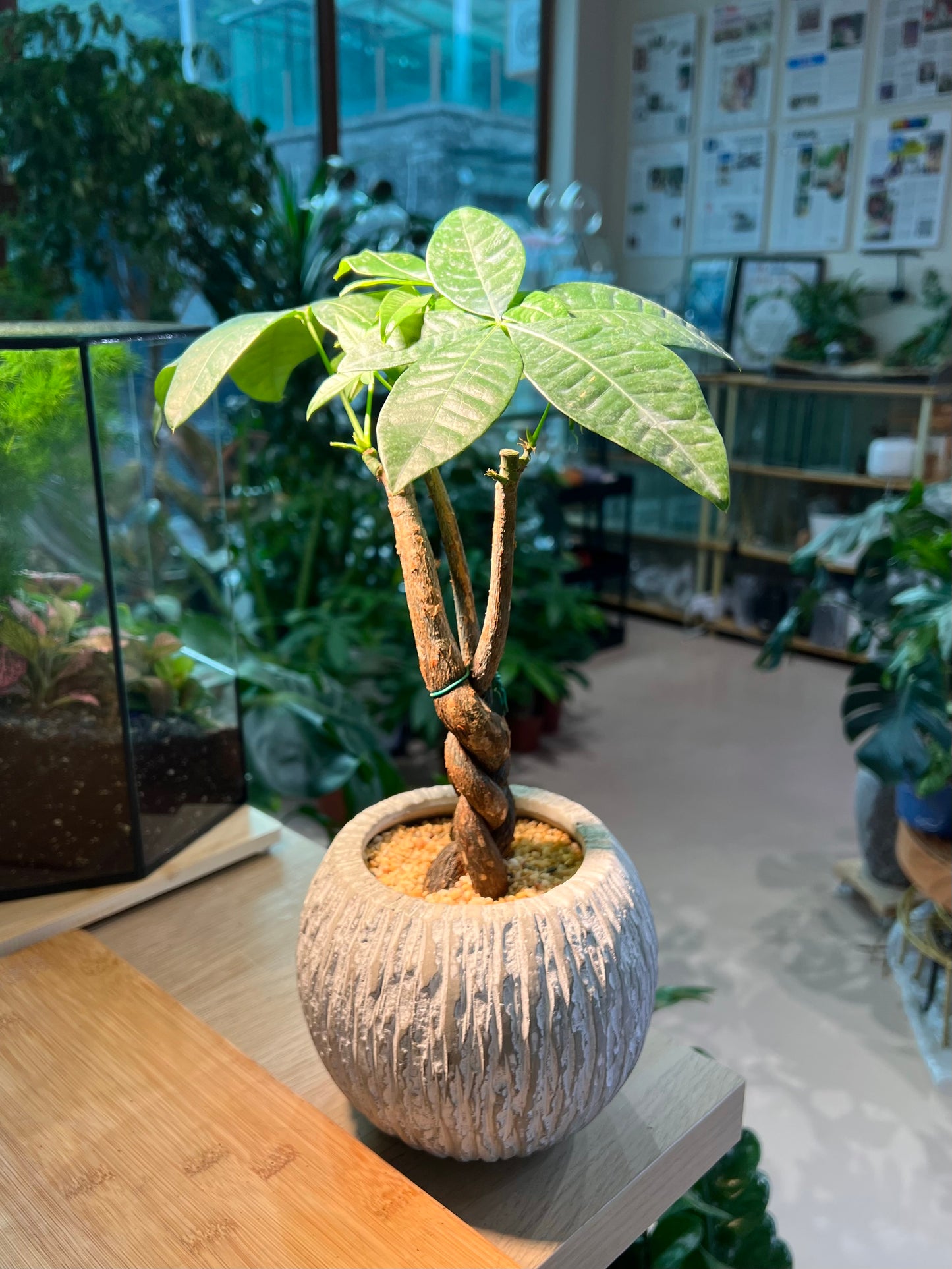 Pachira (发财树) Money Tree in Greyish Pattern Pot
