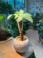 Pachira (发财树) Money Tree in Greyish Pattern Pot