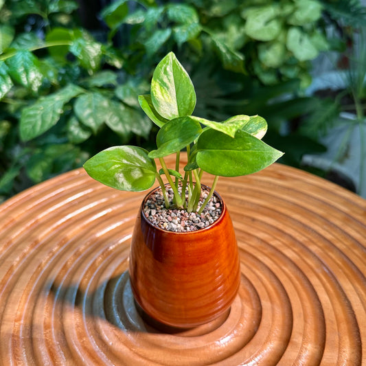 Pothos Njoy in Brown Designer Pot