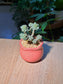 Echeveria Prolifica (子持白莲) Succulent in Red Glazed Ceramic Pot