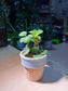 Peperomia Hope in Ice Cream Pot