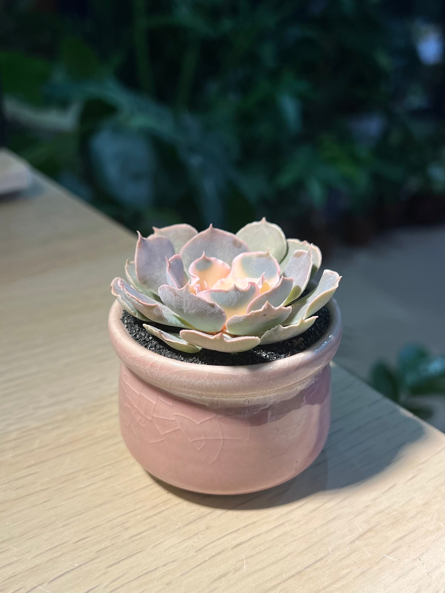 Echeveria in Pinkish Ceramic Pot