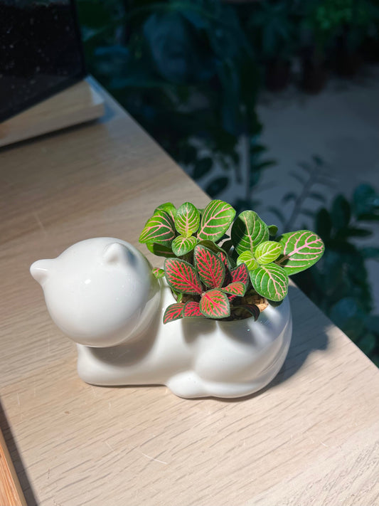 Fittonia in White Cat Pot