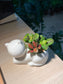 Fittonia in White Cat Pot
