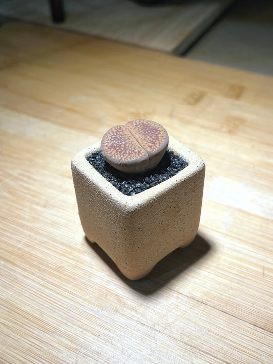 Lithops in Yellowish Square Matt Textured Claypot