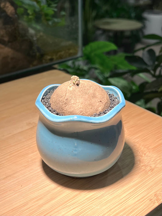 Stephania in Blue Petal-Edge Ceramic Pot