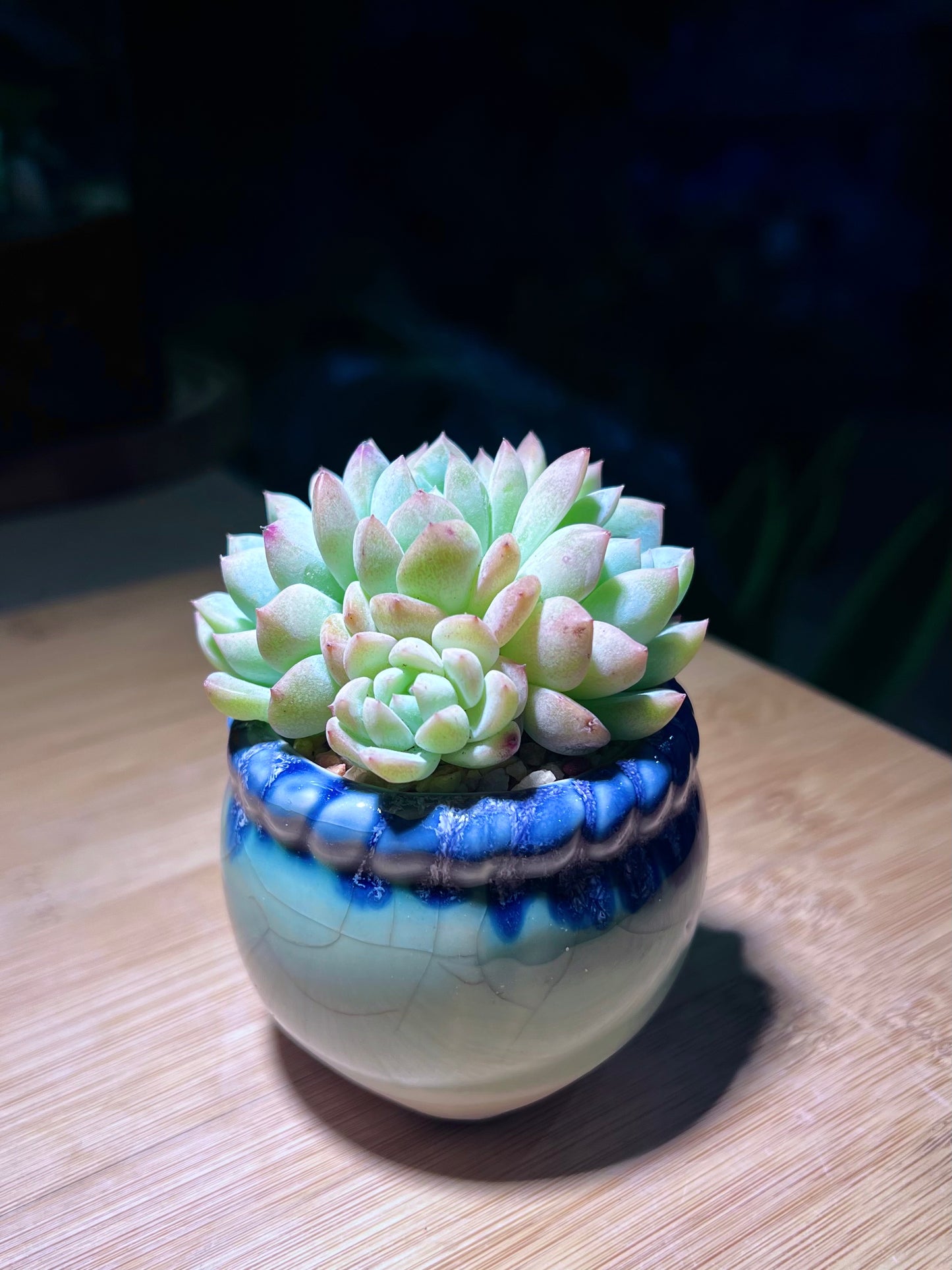 Echeveria Naya Elf in Small Petal Edge Ceramic Pot