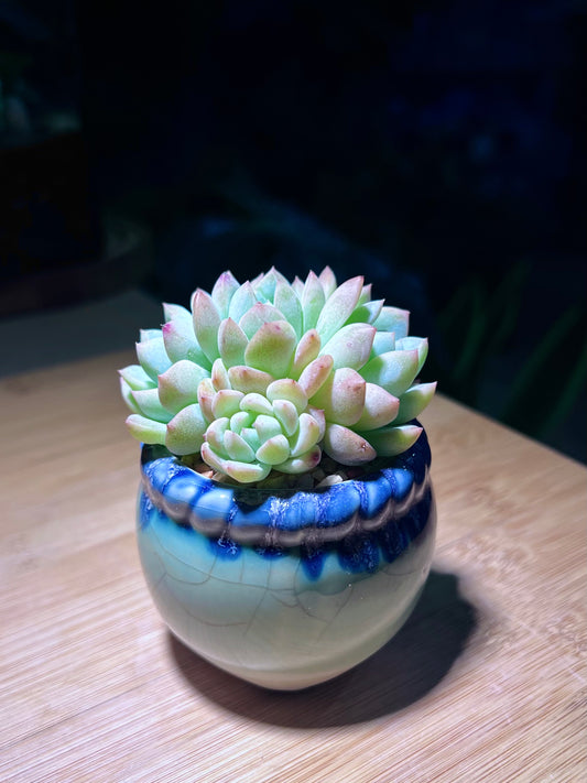 Echeveria Naya Elf in Small Petal Edge Ceramic Pot