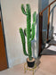 Artificial Cactus (仙人掌) in Black Polymer Pot