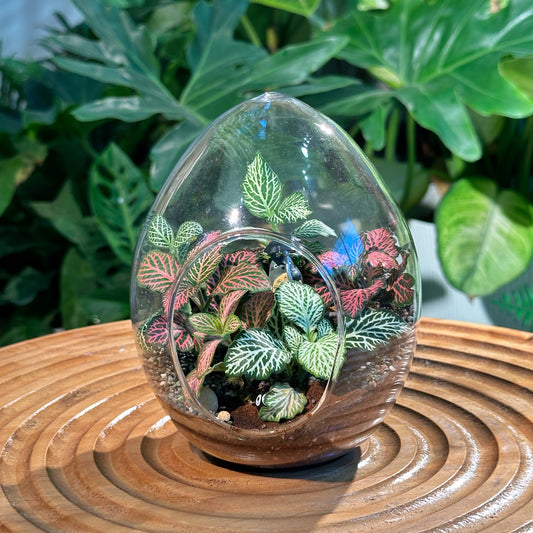 Fittonia Arrangement in Eggette Glass (M)