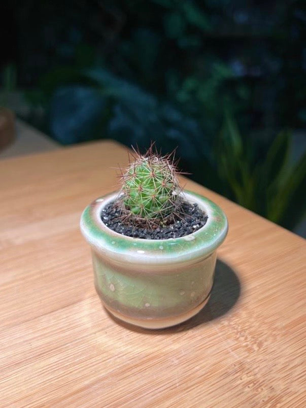 Baby Cactus in Mint Green Ceramic Pot