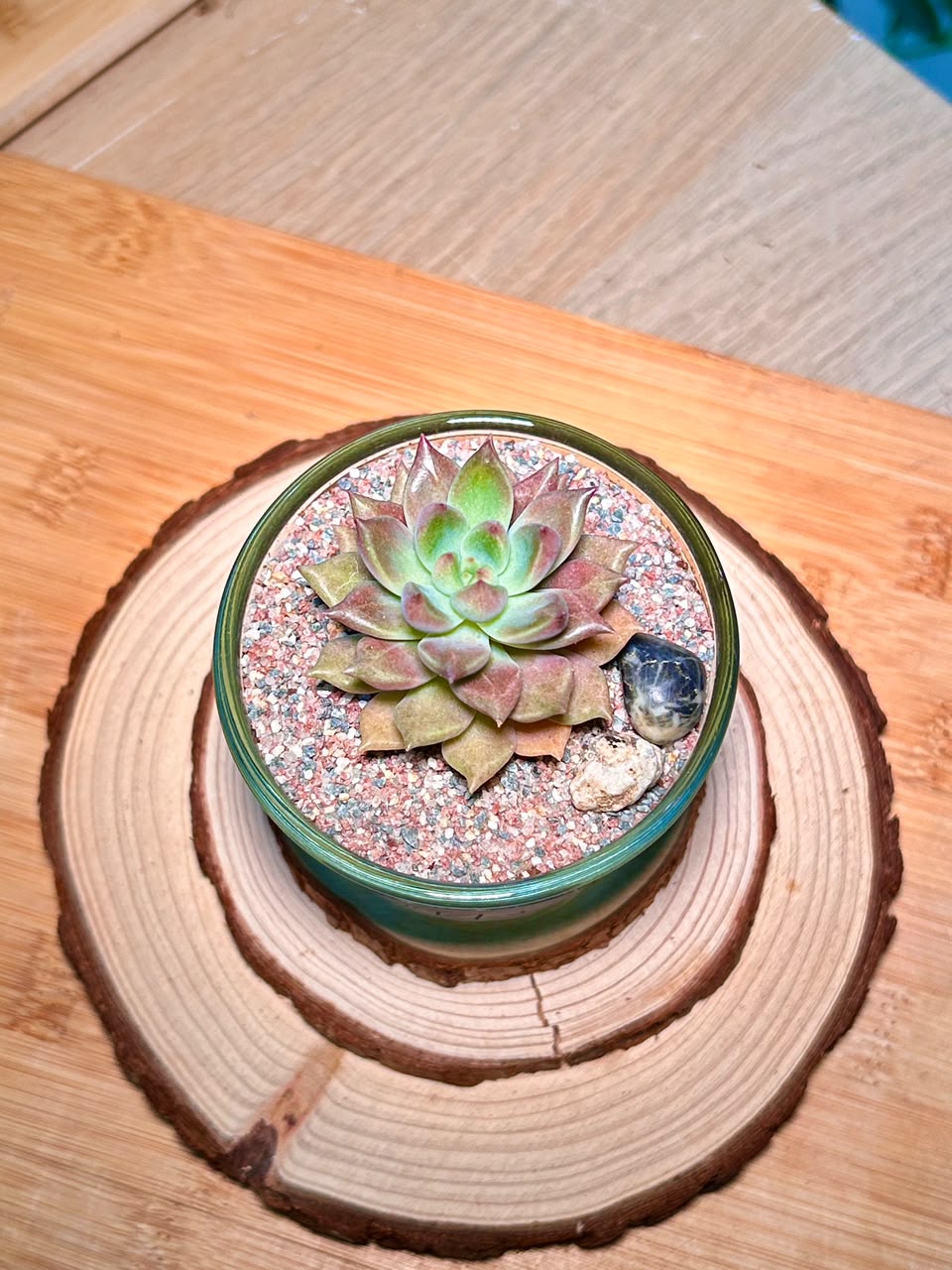 Echeveria Succulent in a Glass Pot