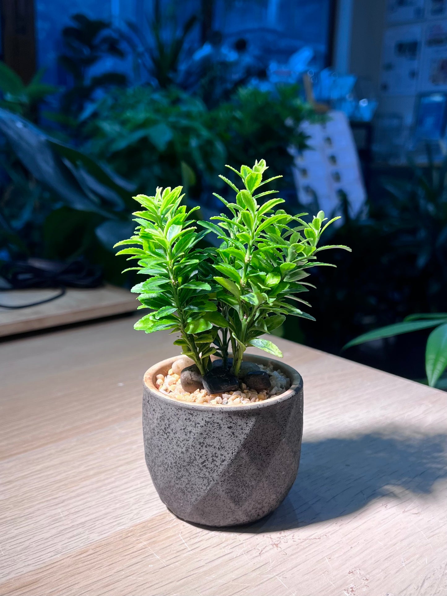 Euonymus Japonicus in Matt Black Textured Pot