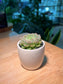 Echeveria in Plain White Ceramic Pot