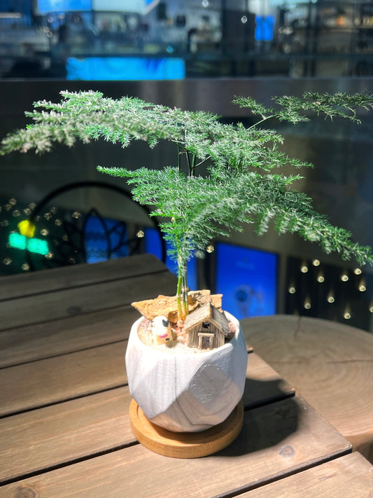 Asparagus Fern in Handmade Geometric Concrete Pot with Bamboo Coaster