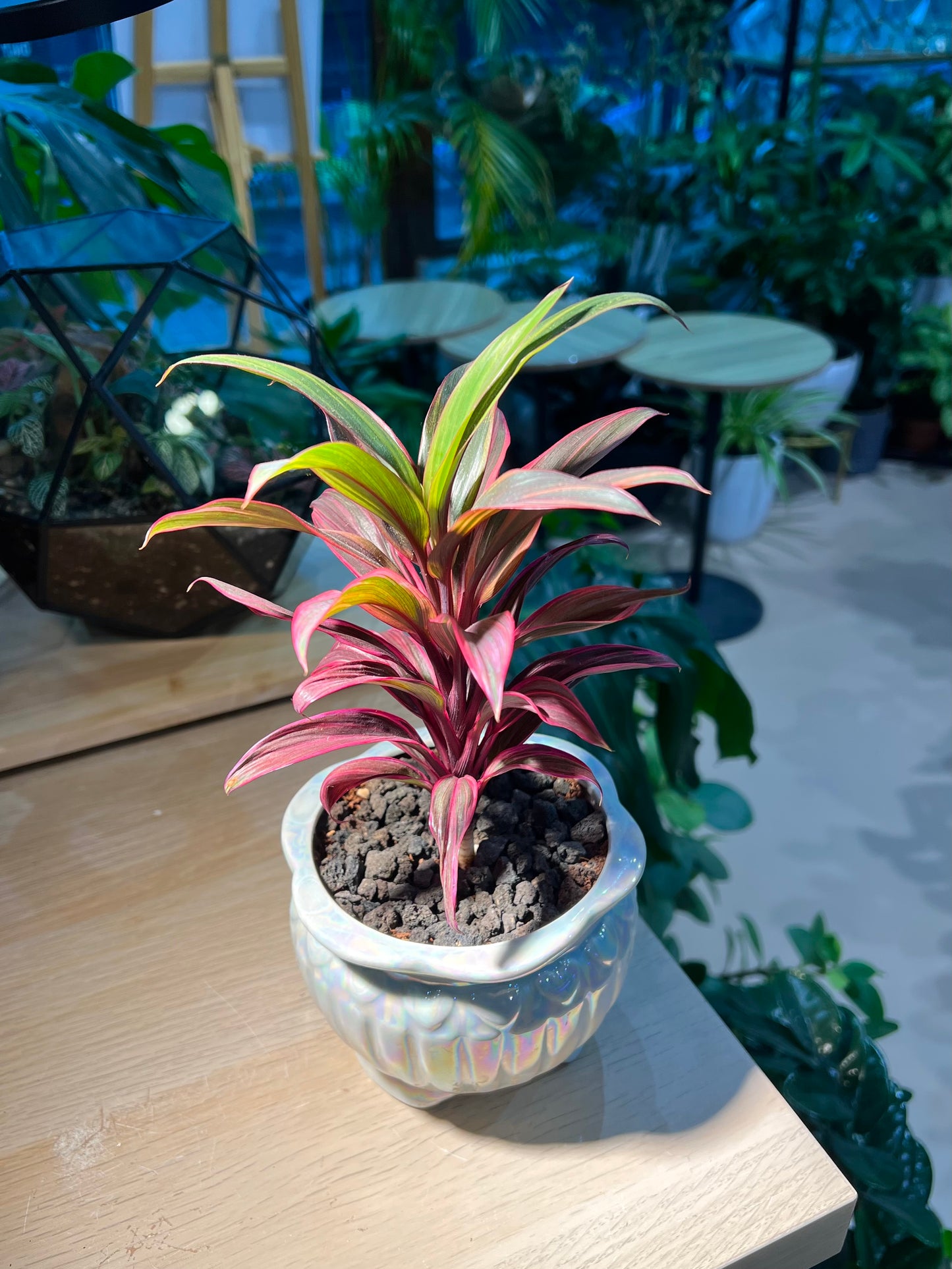 Cordyline Fruticosa in Ceramic Pot