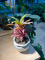 Cordyline Fruticosa in Ceramic Pot