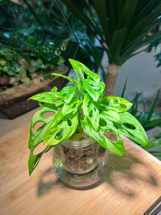Monstera in Round Fuji Water Based Glass