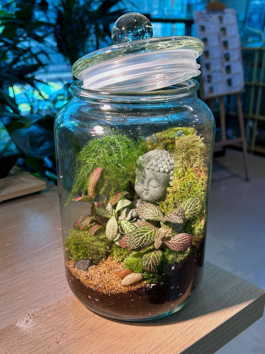 Indoor Plant Arrangement Fittonia & Moss (η½ηΊΉθ & θθ) in Glass Jar (Buddha Status)