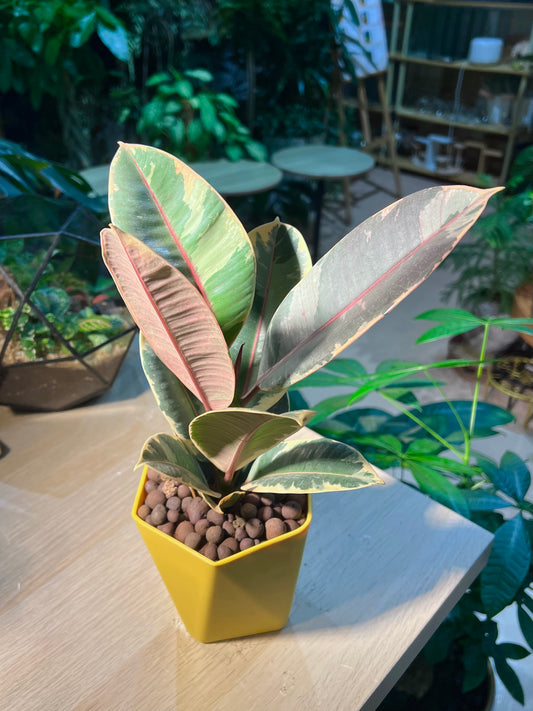 Ficus Elastica in Yellow Geometric Pot