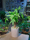 Money Tree (发财树) Pachira Aquatica in Textured Leaf Pattern Ceramic Pot