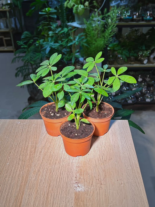 Dwarf Umbrella Tree (ιΈζζ¨οΌSchefflera Arboricola in Plastic Pot