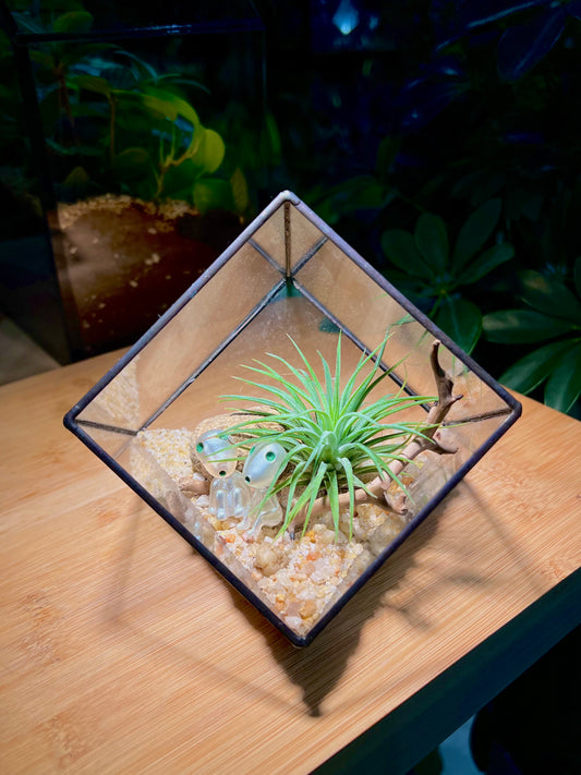 Airplant in Black Frame Cubical Glass