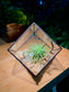 Airplant in Black Frame Cubical Glass