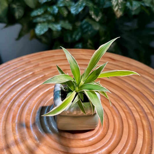 Chlorophytum Comosun in Green Designer Pot aka Spider Plant