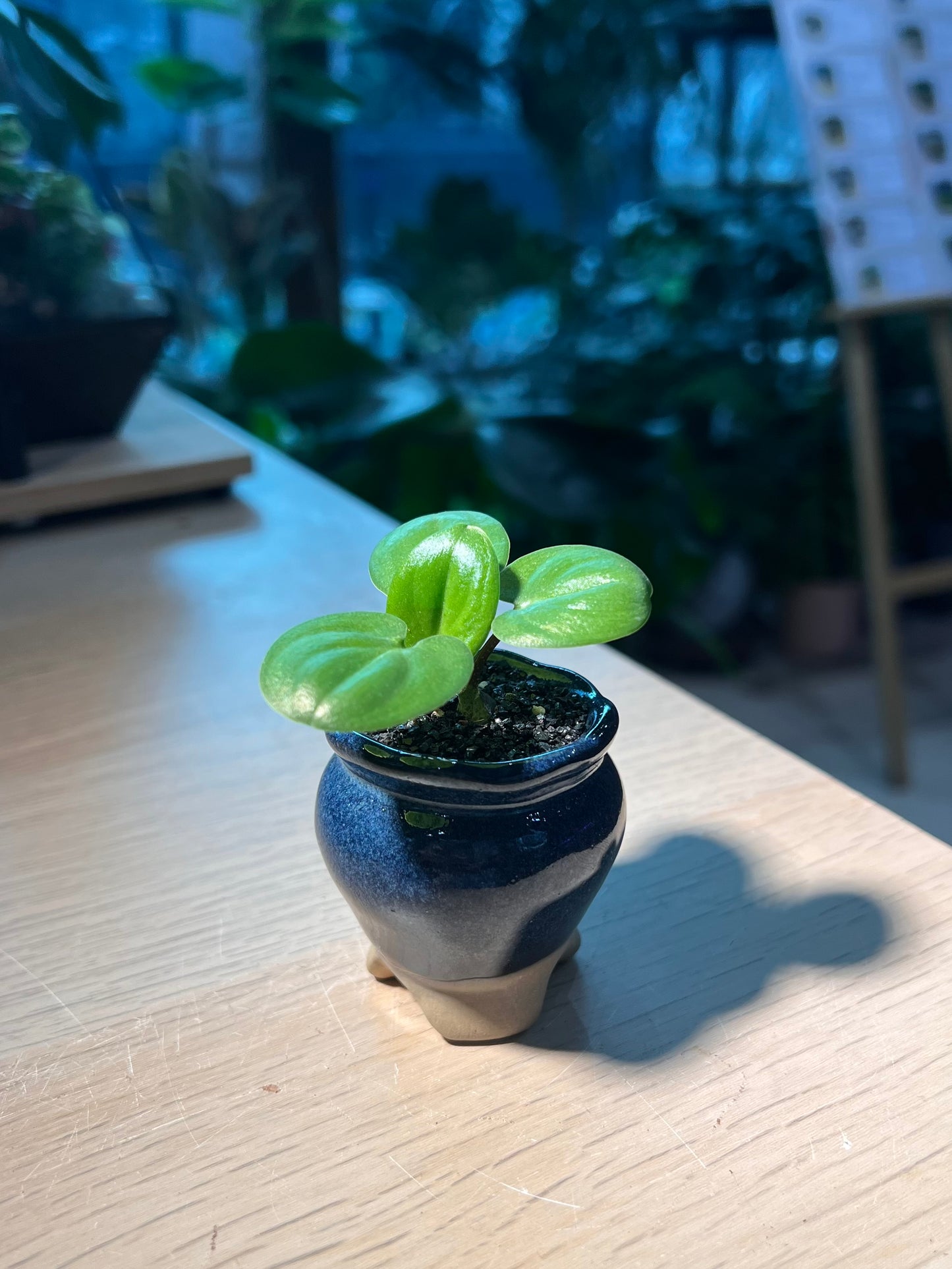 Drimiopsis Maculata (青蛙王子) in Sea Blue Claypot