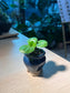 Drimiopsis Maculata (青蛙王子) in Sea Blue Claypot