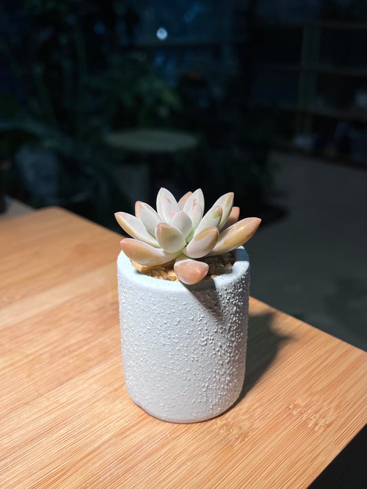 Pachyphytum in Light Blue Tall Cylindrical Pot