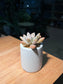 Pachyphytum in Light Blue Tall Cylindrical Pot