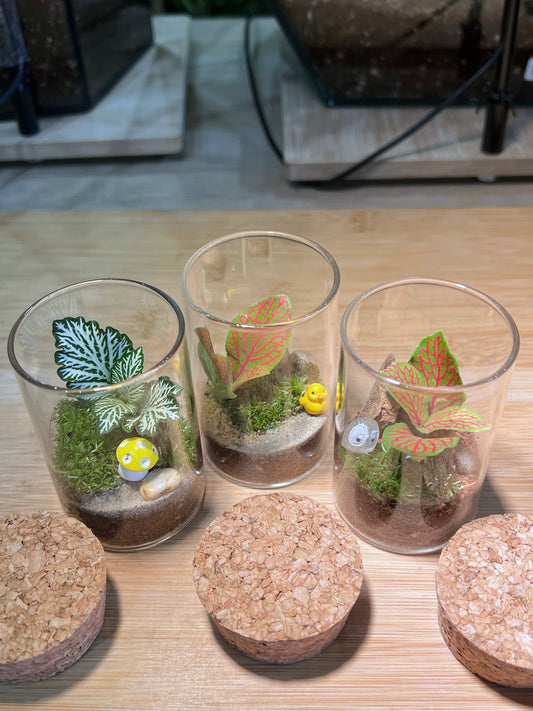 Fittonia with Moss Arrangement in Tall Cylindrical Glass (S)