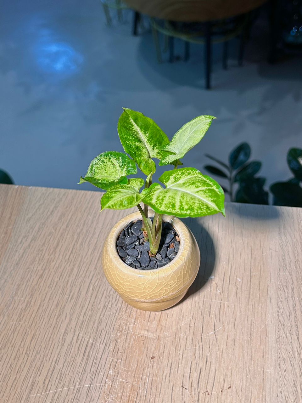 Arrowhead Plant (合果芋) Syngonium Podophyllum in Yellow Crackle Glazed Ceramic Pot