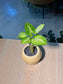 Arrowhead Plant (合果芋) Syngonium Podophyllum in Yellow Crackle Glazed Ceramic Pot