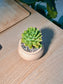 Golden Glow (石莲花黄丽) Sedum Golden Glow in Matte Ceramic Pot