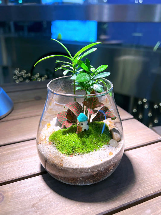 Fittonia & Fern with Moss Arrangement  in Water Drop Terrarium Glass