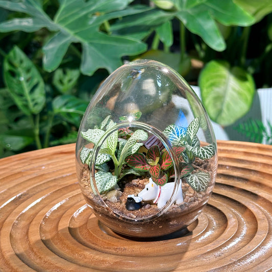 Fittonia in Eggette Indoor Plant Terrarium(S)