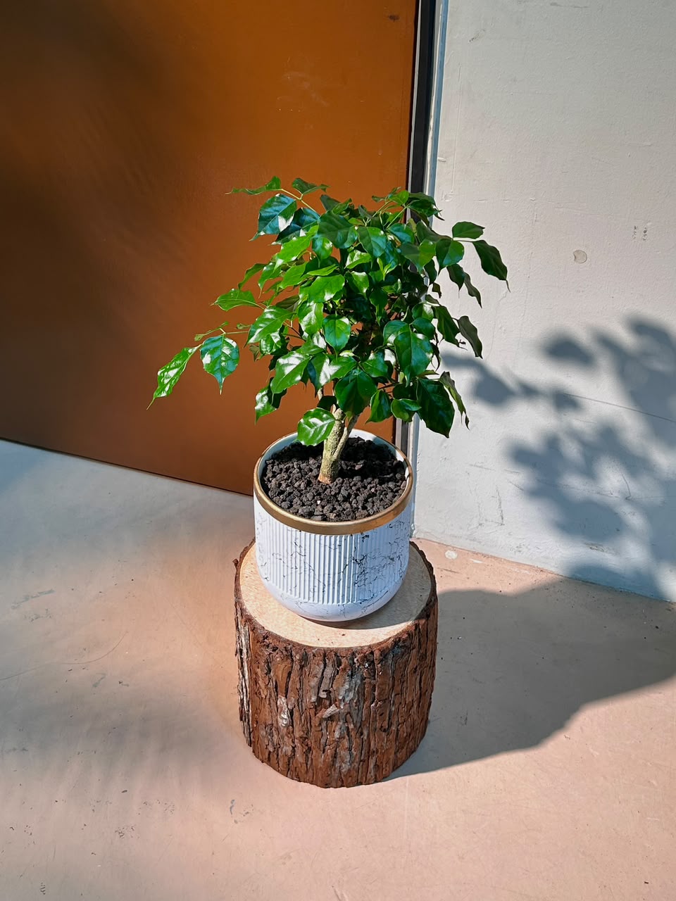 China Doll Plant (幸福树) Radermachera Sinica in White Matte Ceramic Pot