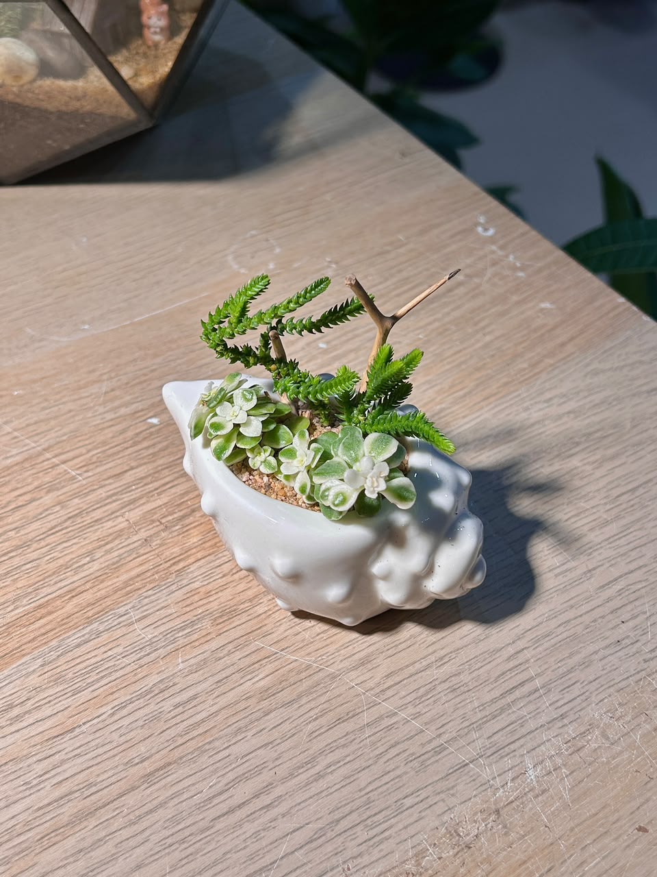 Watch Chain & Variegated Creeping Sedum (若绿 & 铺地锦竹草锦) Succulent in White Conch Pot